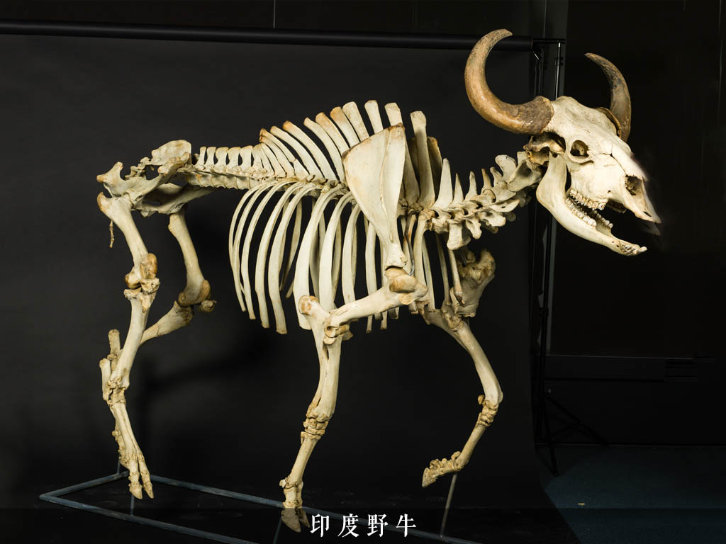 中国　剔紅　堆朱　堆黒　内七宝　雲龍文　三段重箱　H　R5782 北京故宫博物院馆藏珍宝——漆器篇（二）